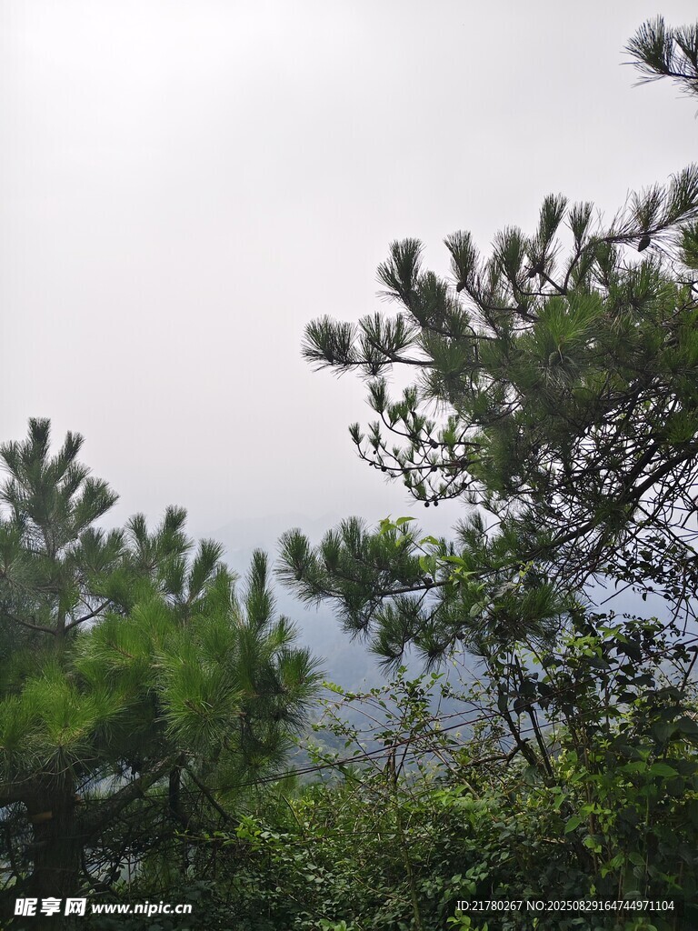 山林松景