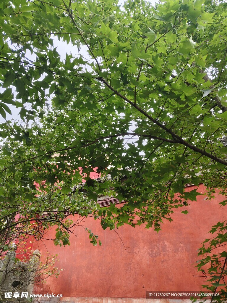 红墙绿树相映成趣