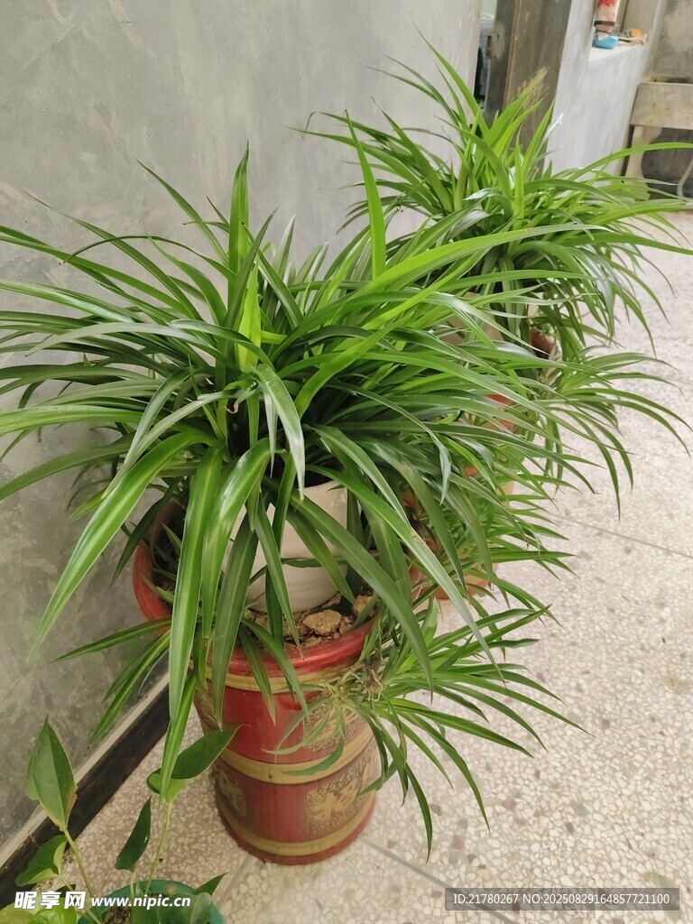 翠绿吊兰