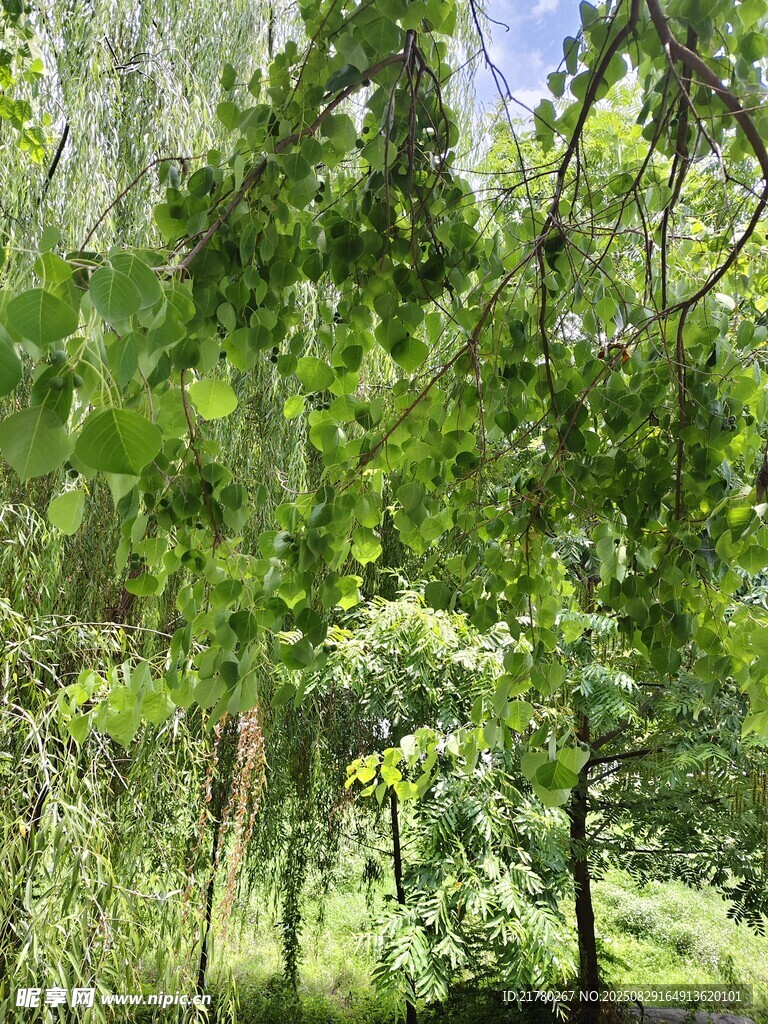 葱郁树林