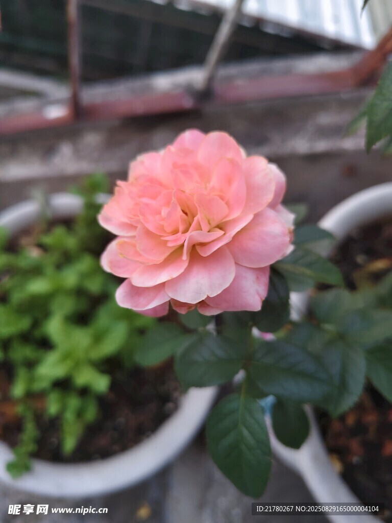 娇艳粉色月季花特写