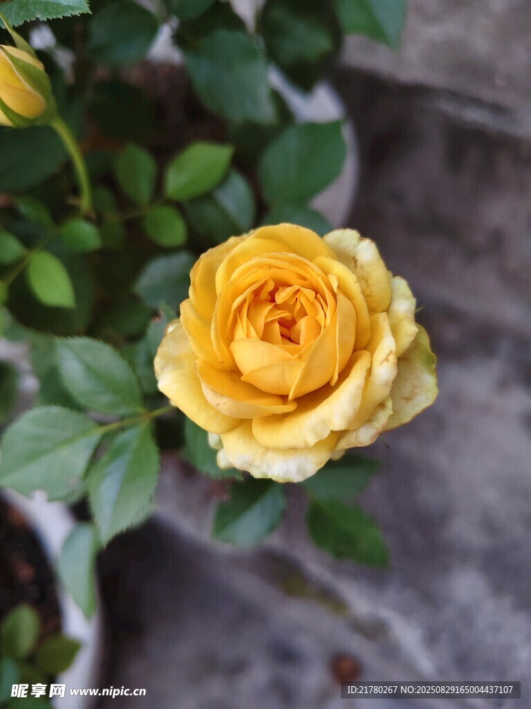 黄月季 黄玫瑰