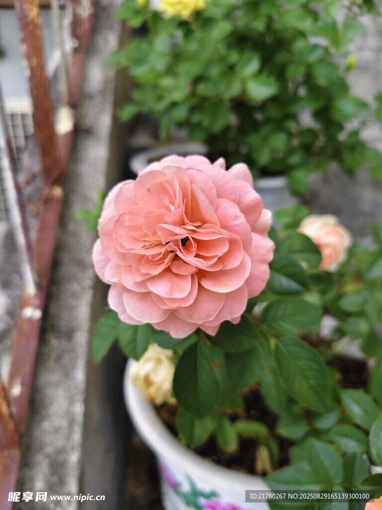 粉色娇艳月季花特写