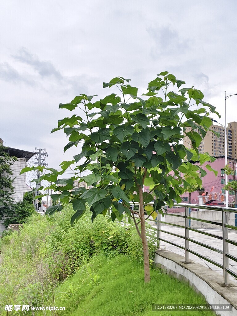 泡桐 茂盛树木