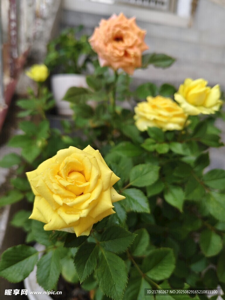 月季盆栽