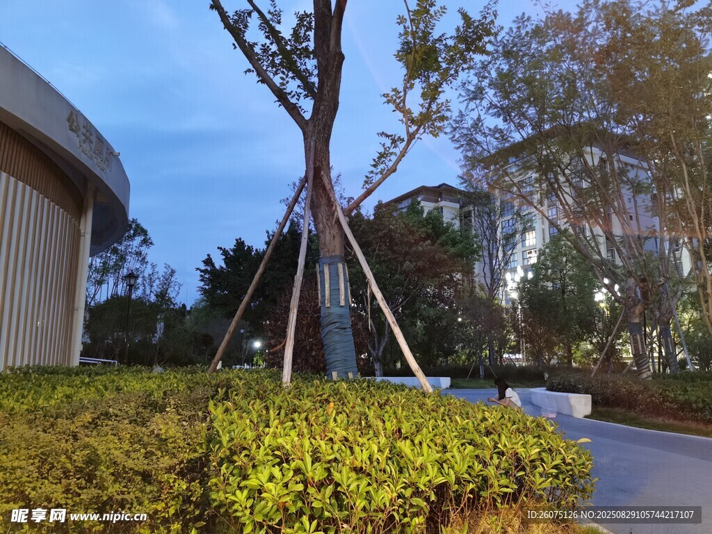户外绿植景观中的树木