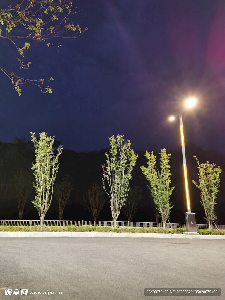 夜晚路灯下的树木与公路
