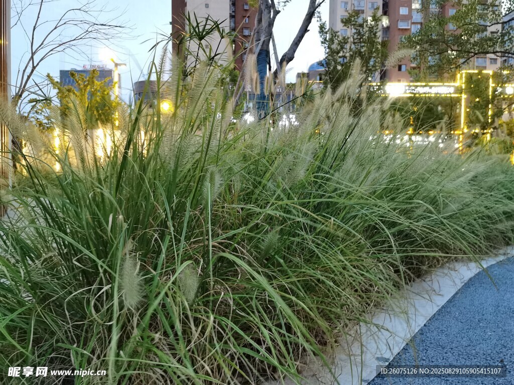城市道路旁的观赏草景观