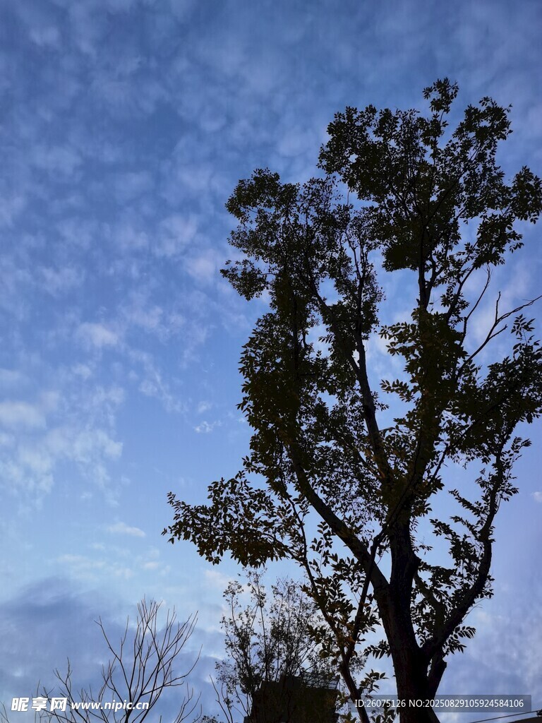 蓝天映衬下的挺拔树木