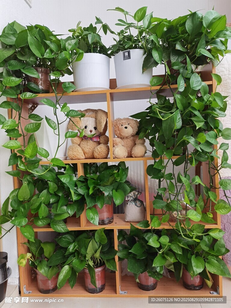 木质花架上的多样绿植