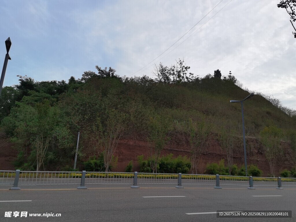 路边绿植覆盖的土坡
