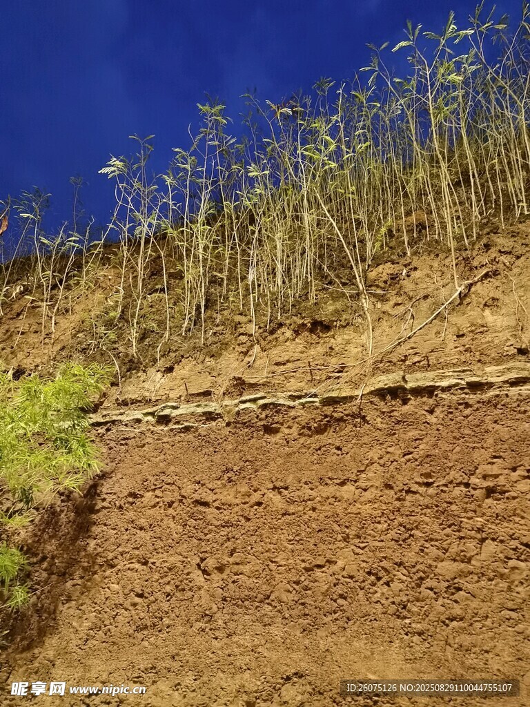 山坡上的植物与裸露土层