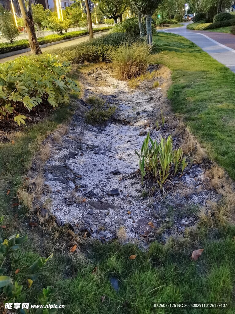 路边植物旁的碎石洼地