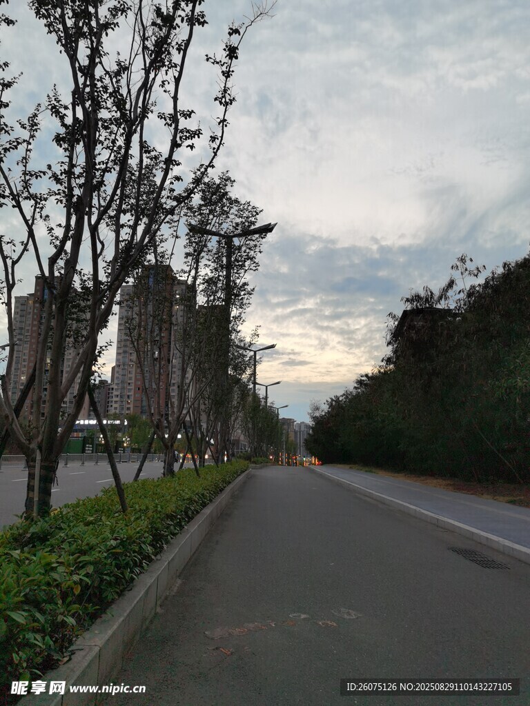 傍晚城市林荫道路风景