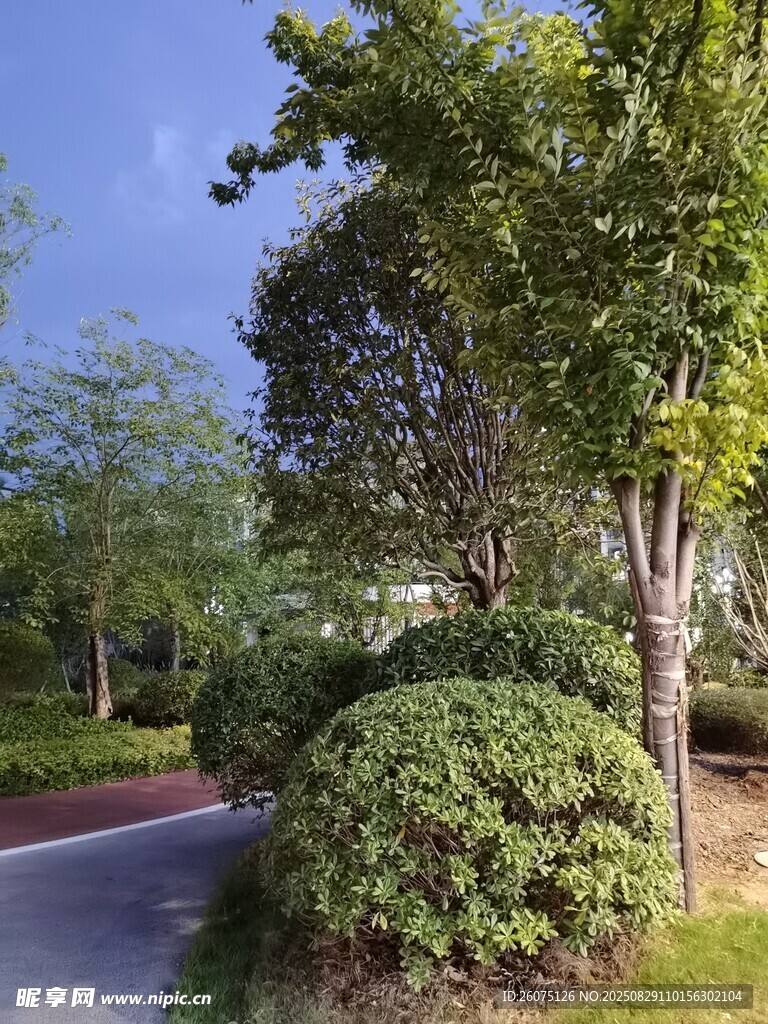 夜晚城市道路旁的绿植景观