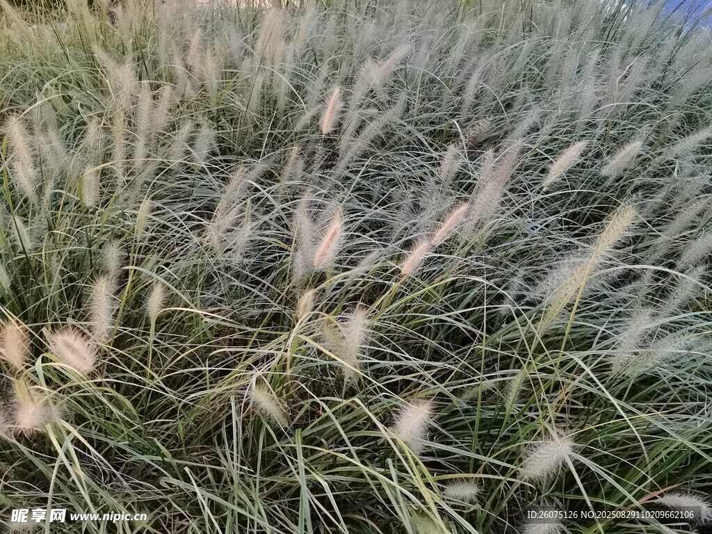 风中摇曳的狗尾草
