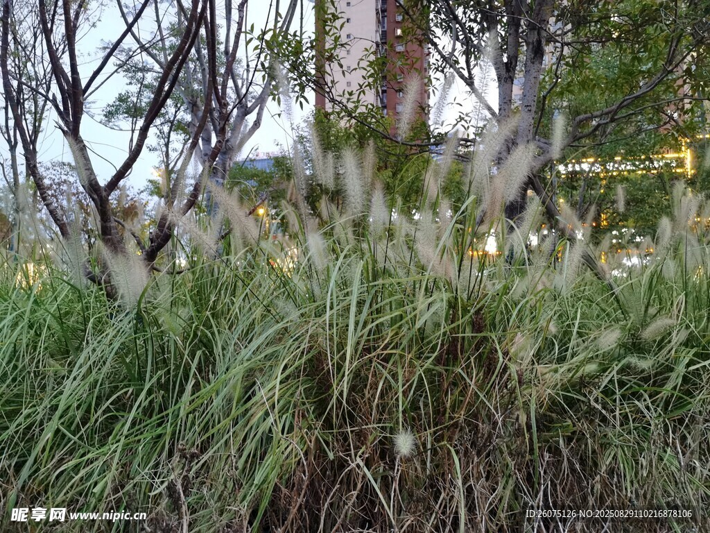 花坛中的禾本科绿植