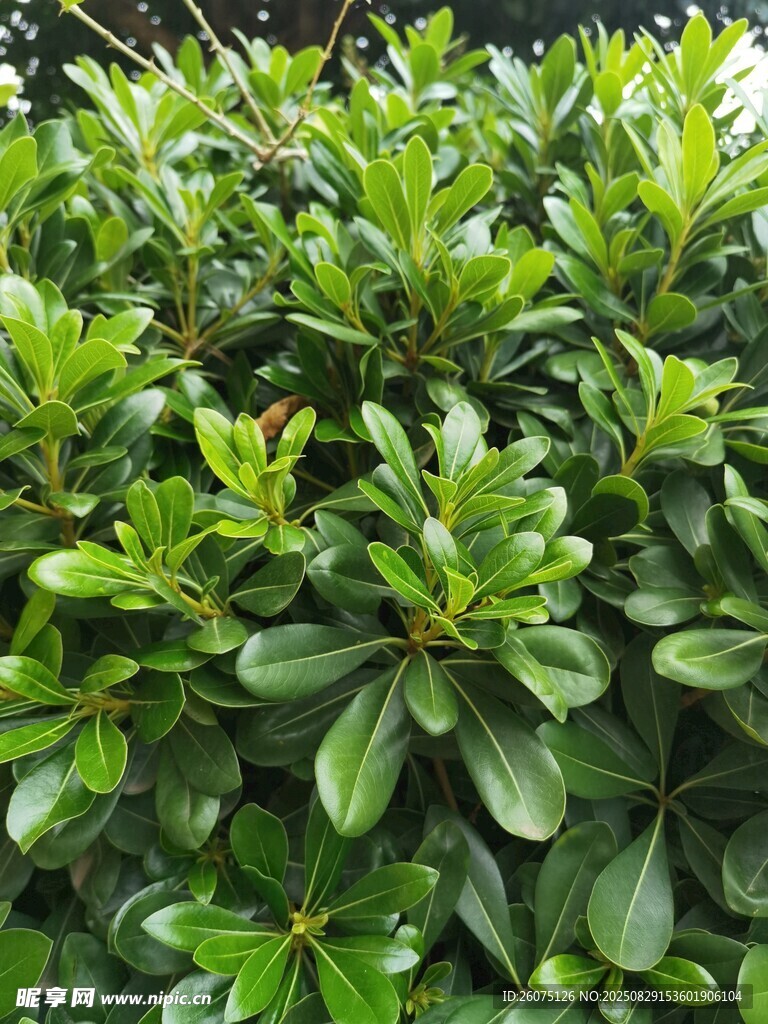 翠绿繁茂的灌木丛