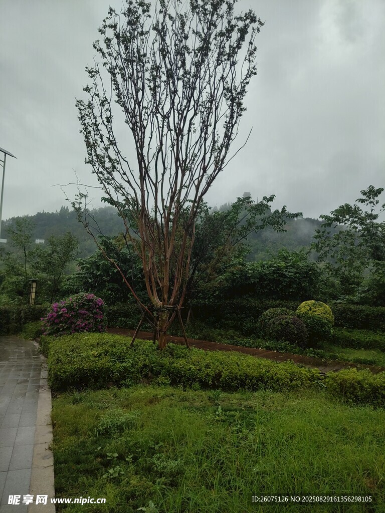 雨中挺立的绿树与草地
