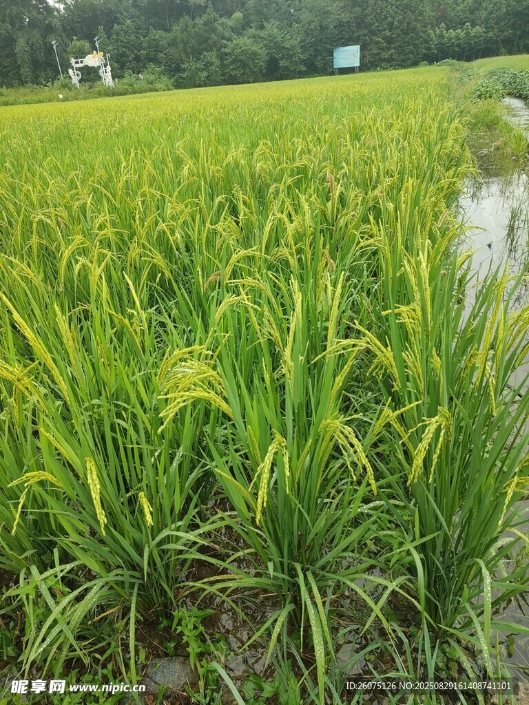 翠绿稻田展现田园风光