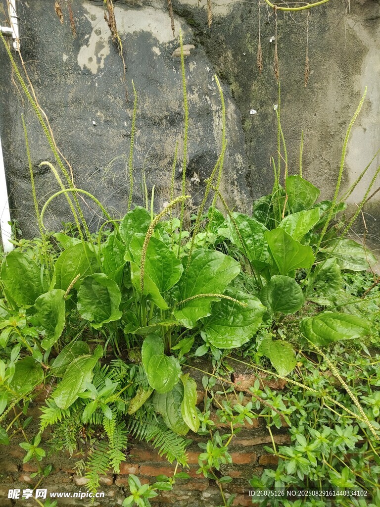 墙角生长的茂盛绿色植物