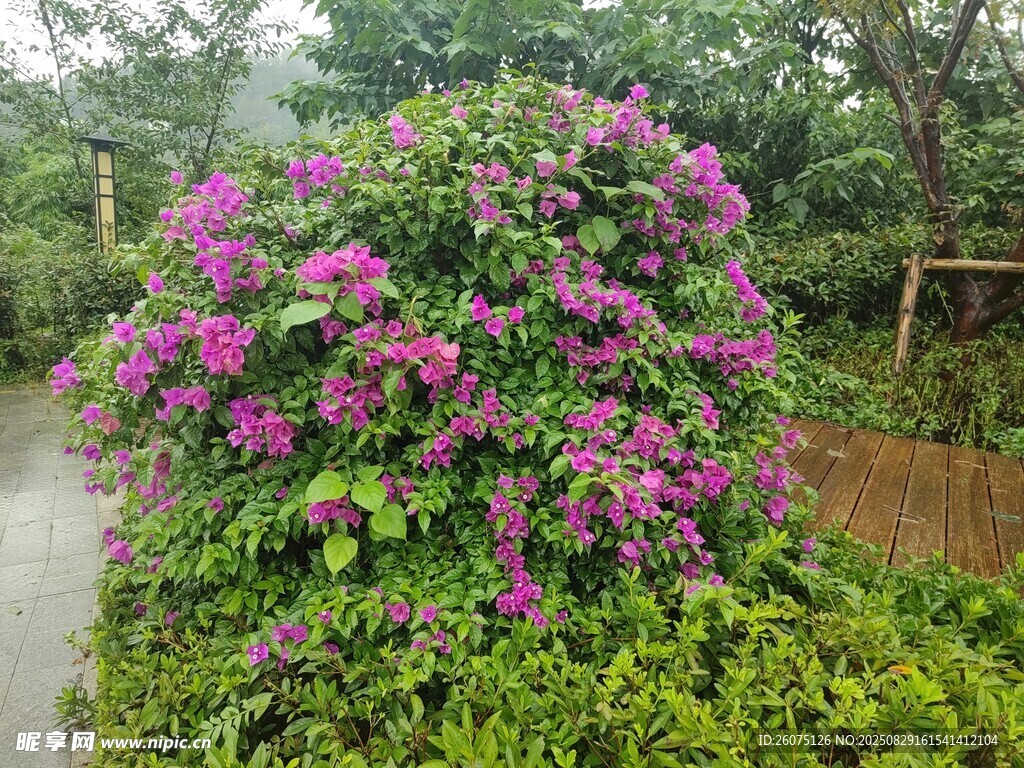 繁花盛开的绿植景观