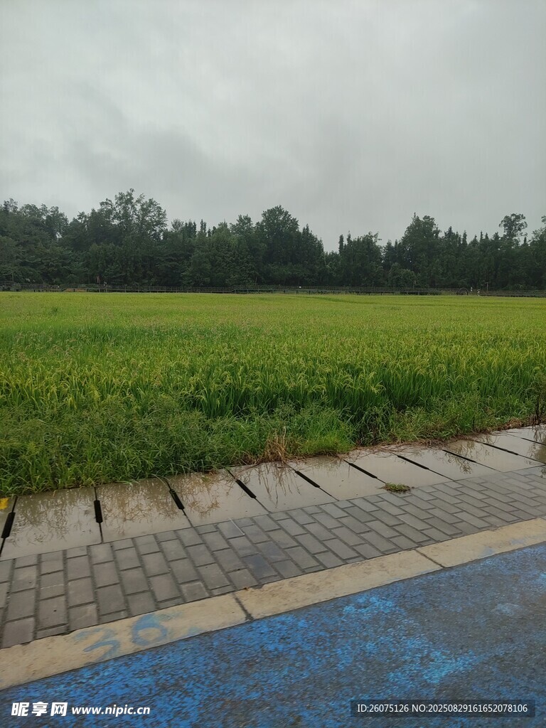 田野边的蓝色步道