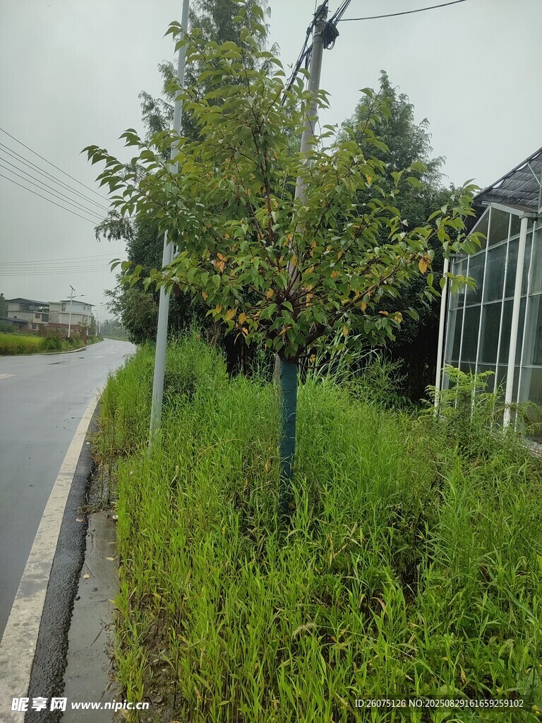 路边绿意盎然的植被景观