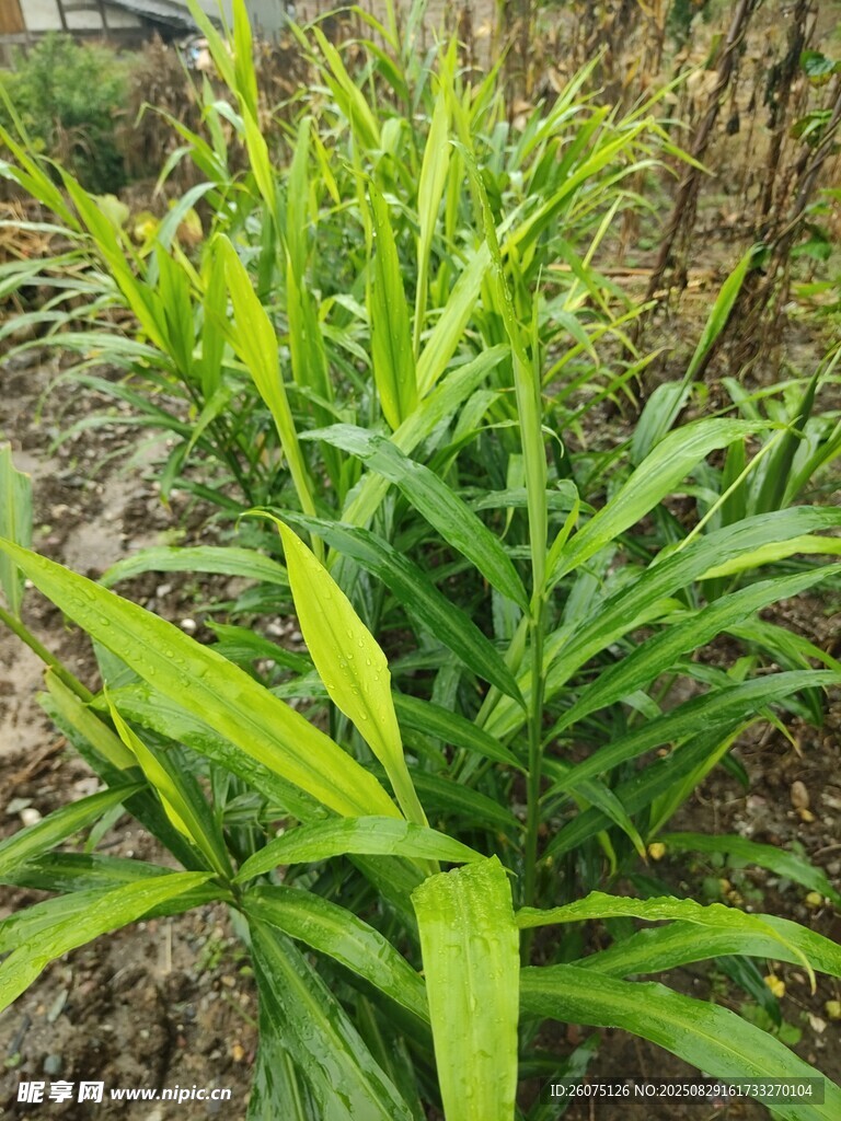 田间翠绿茂盛的生姜苗