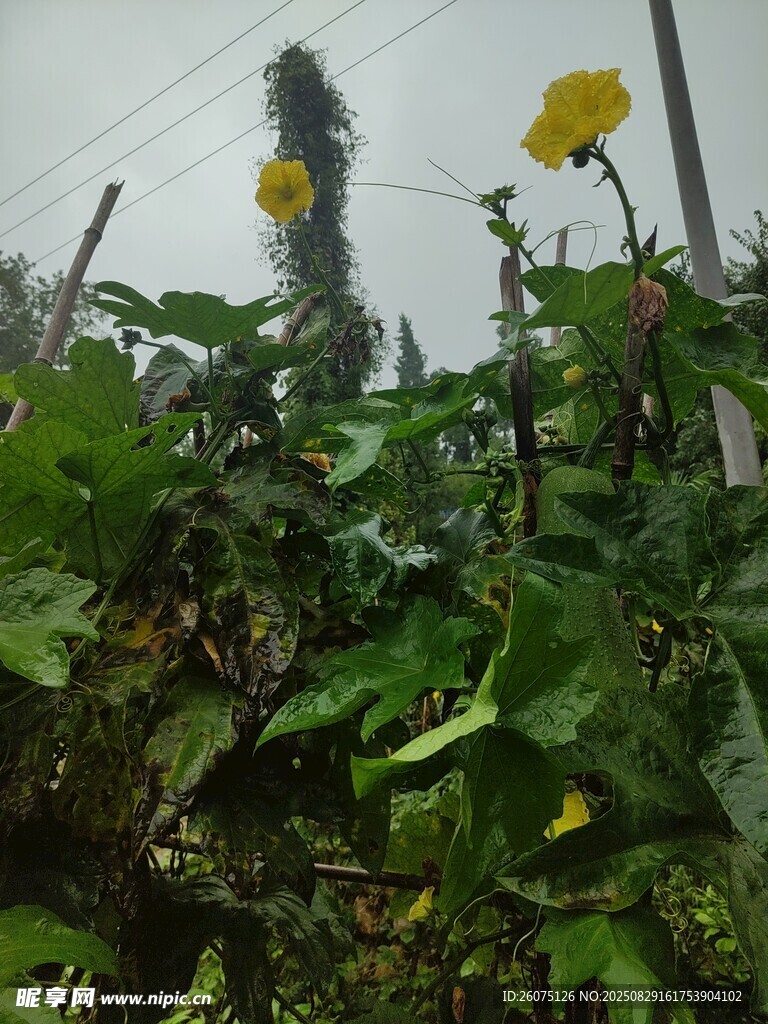 绿叶间绽放的两朵黄花朵