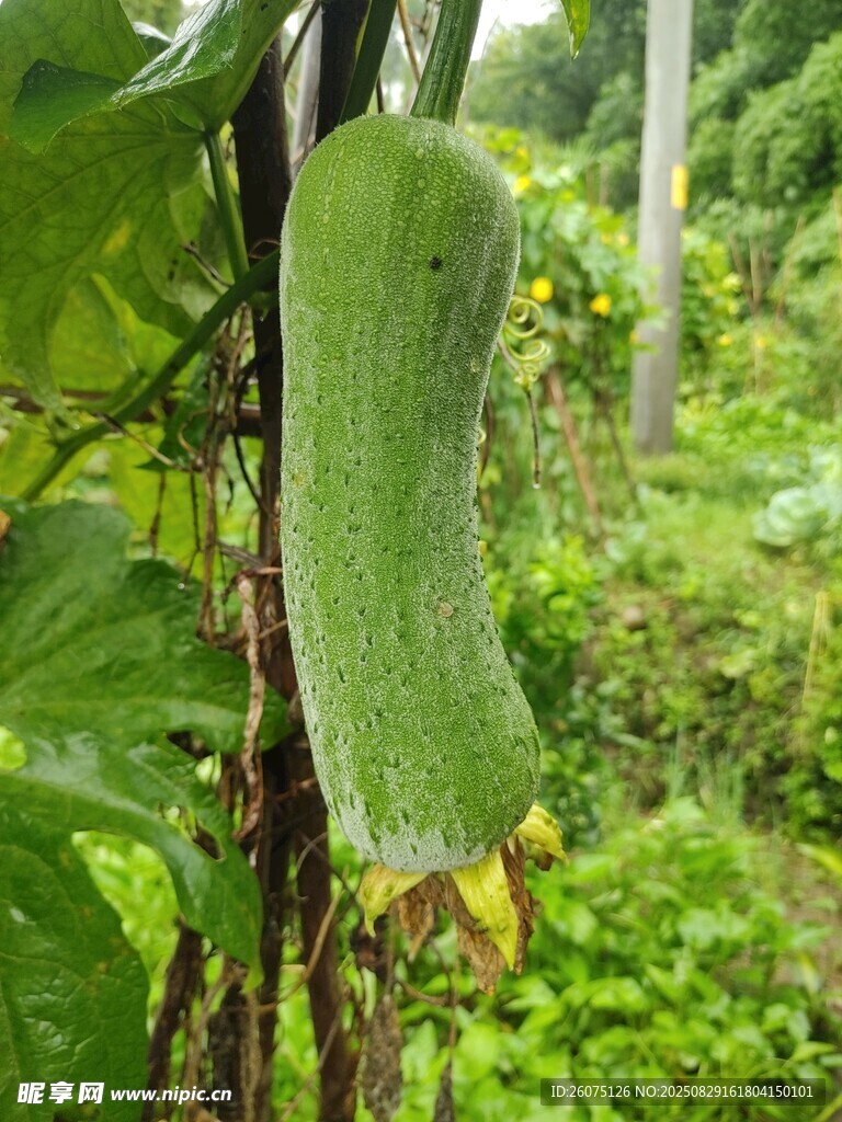 藤蔓上的鲜绿丝瓜