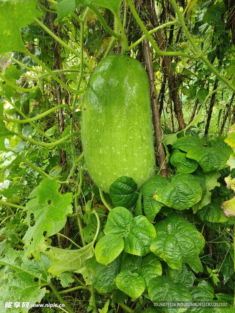 藤蔓上的翠绿冬瓜