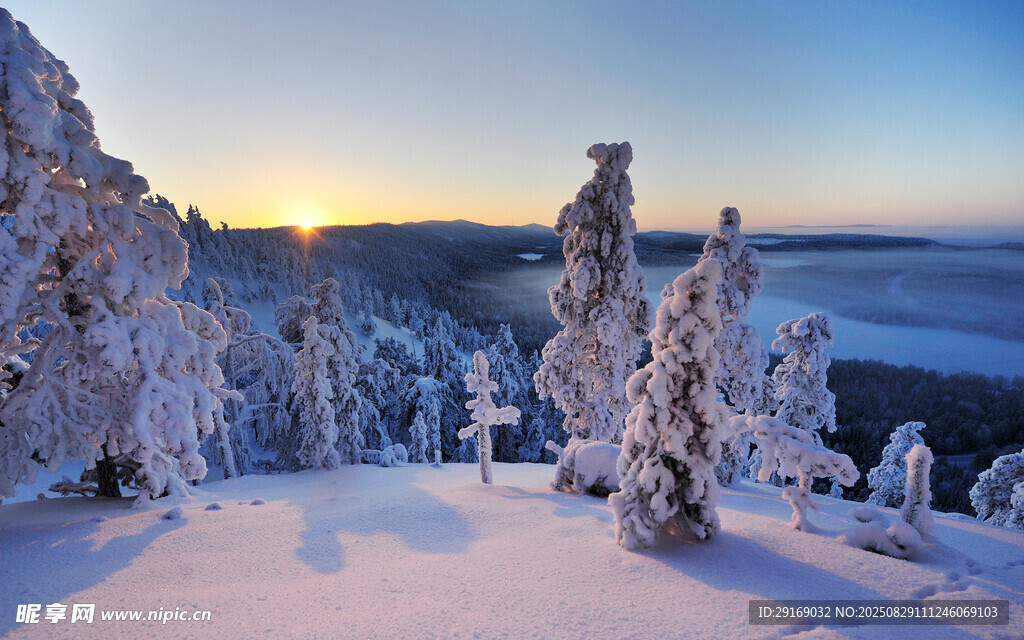 冬日雪林美景