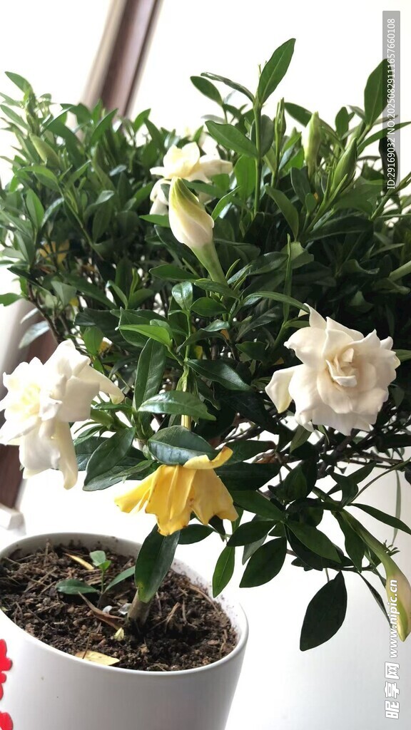 白色花卉盆栽 绿意盎然