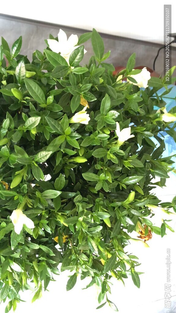 绿叶白花垂吊植物