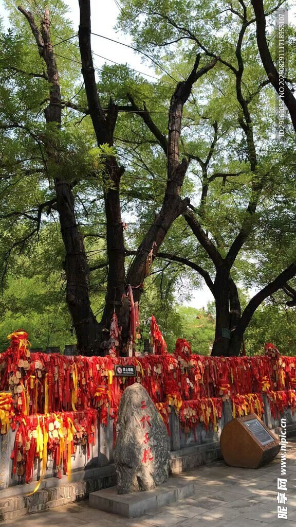 古树下祈福的红绸带