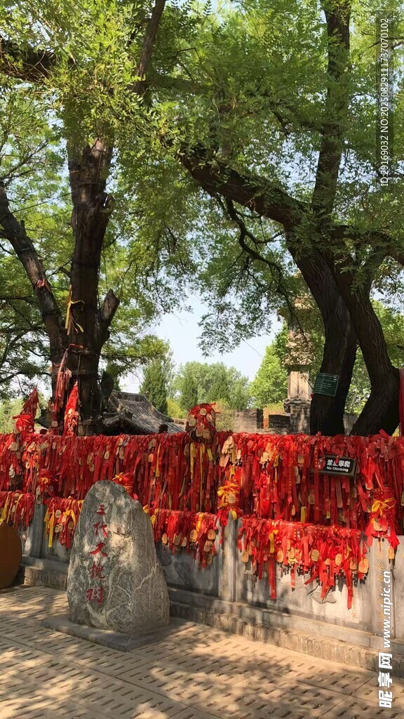 古树下祈福红绸景象
