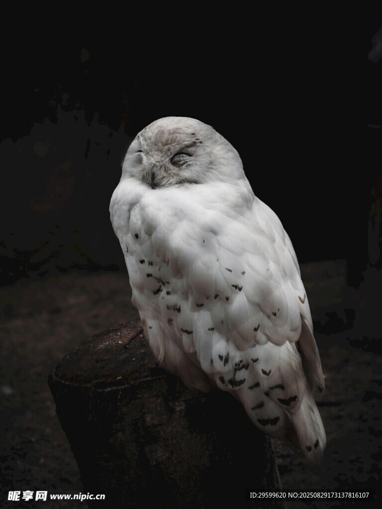 雪地中的白色猫头鹰