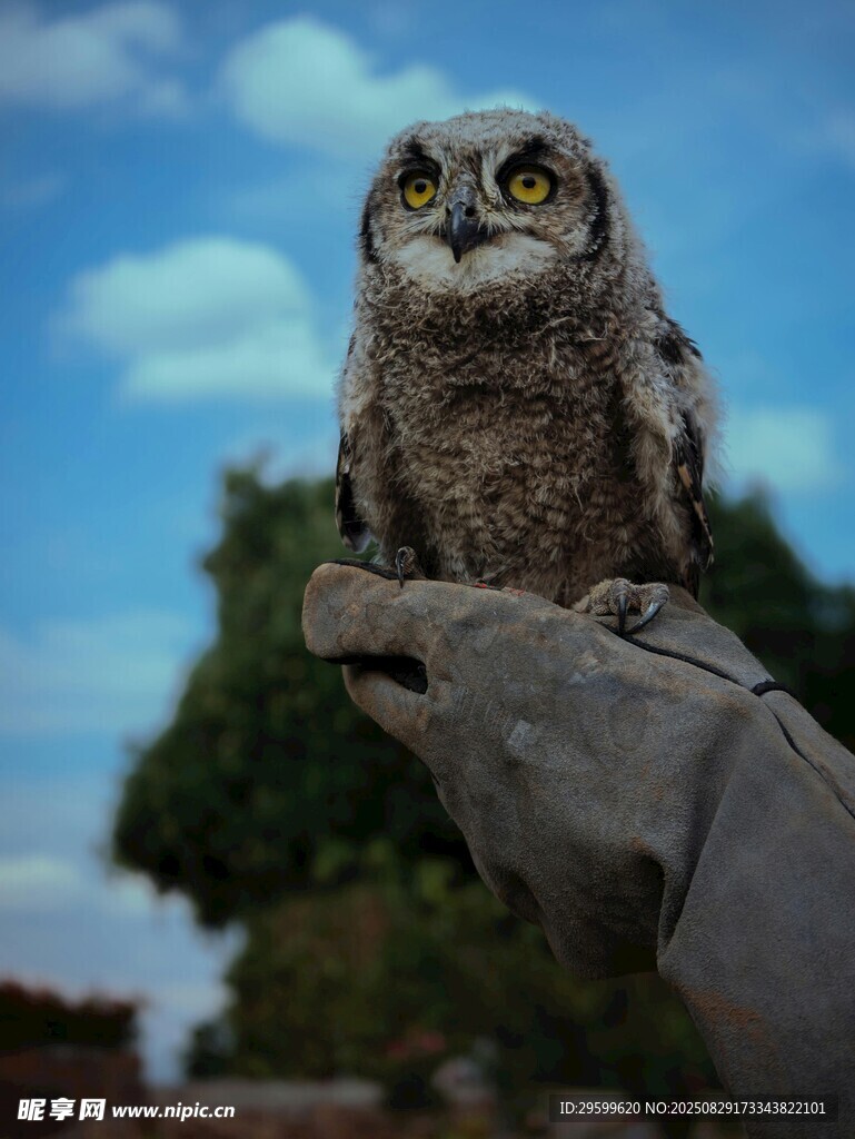 手托猫头鹰