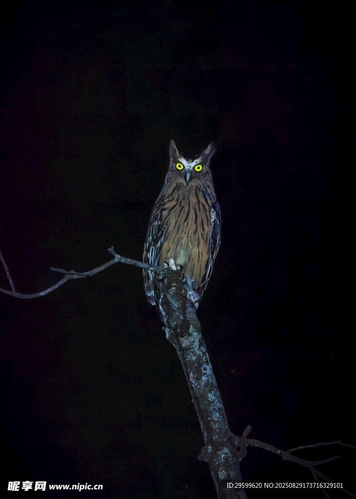 夜中栖息枝头的猫头鹰