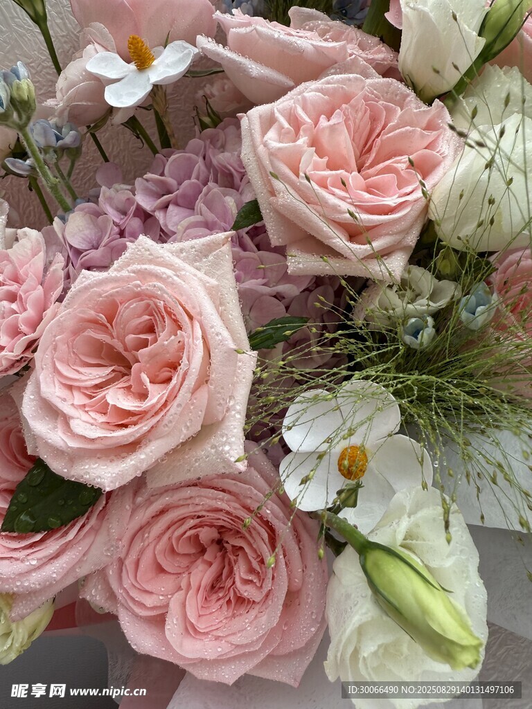 粉色玫瑰花