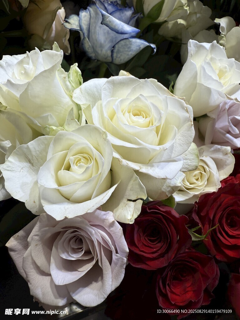 多彩玫瑰花束