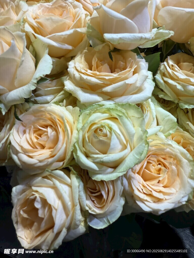 淡黄色玫瑰花