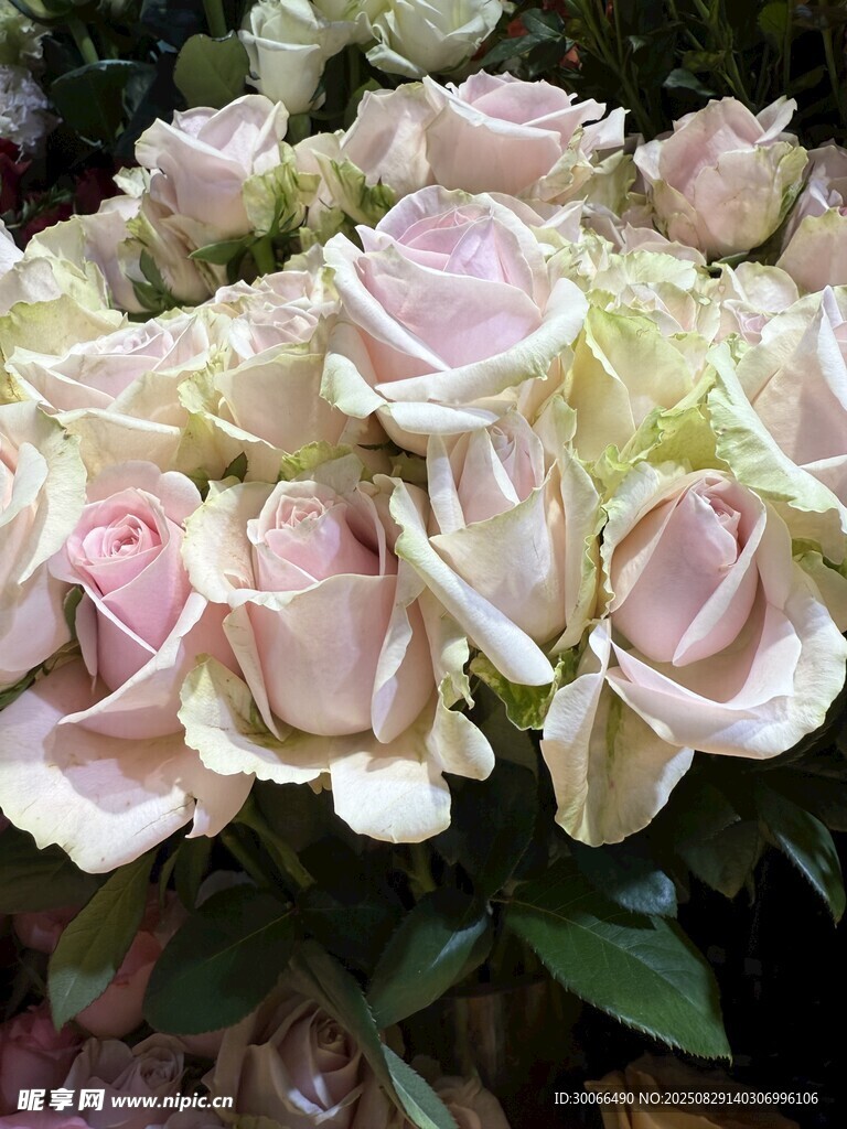 粉色玫瑰花