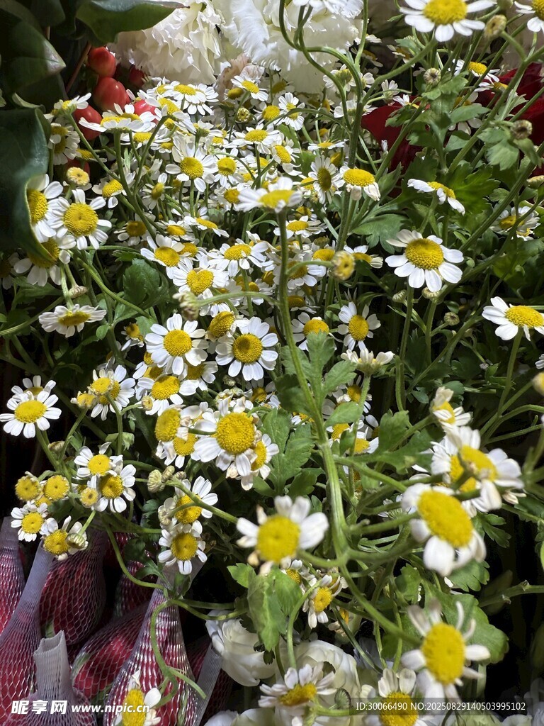 雏菊
