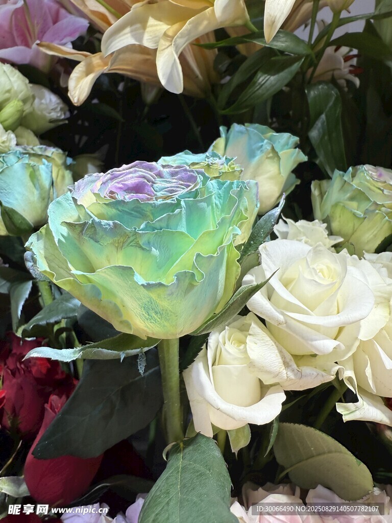 多彩玫瑰与白色花朵组合