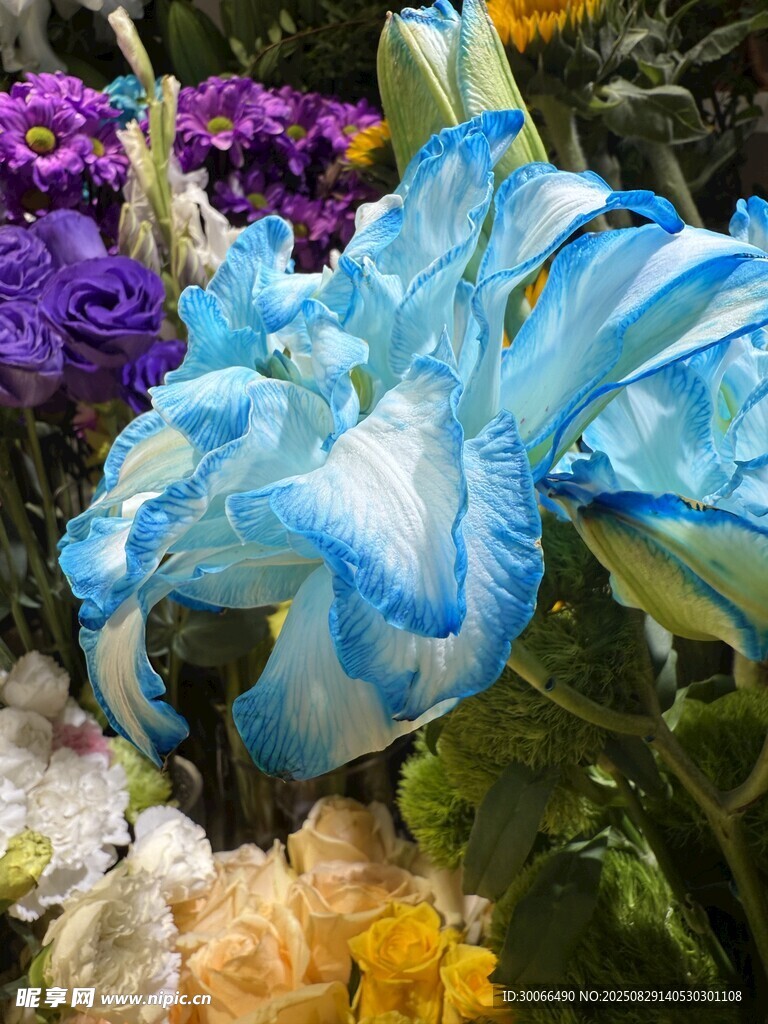 蓝瓣花卉绽放