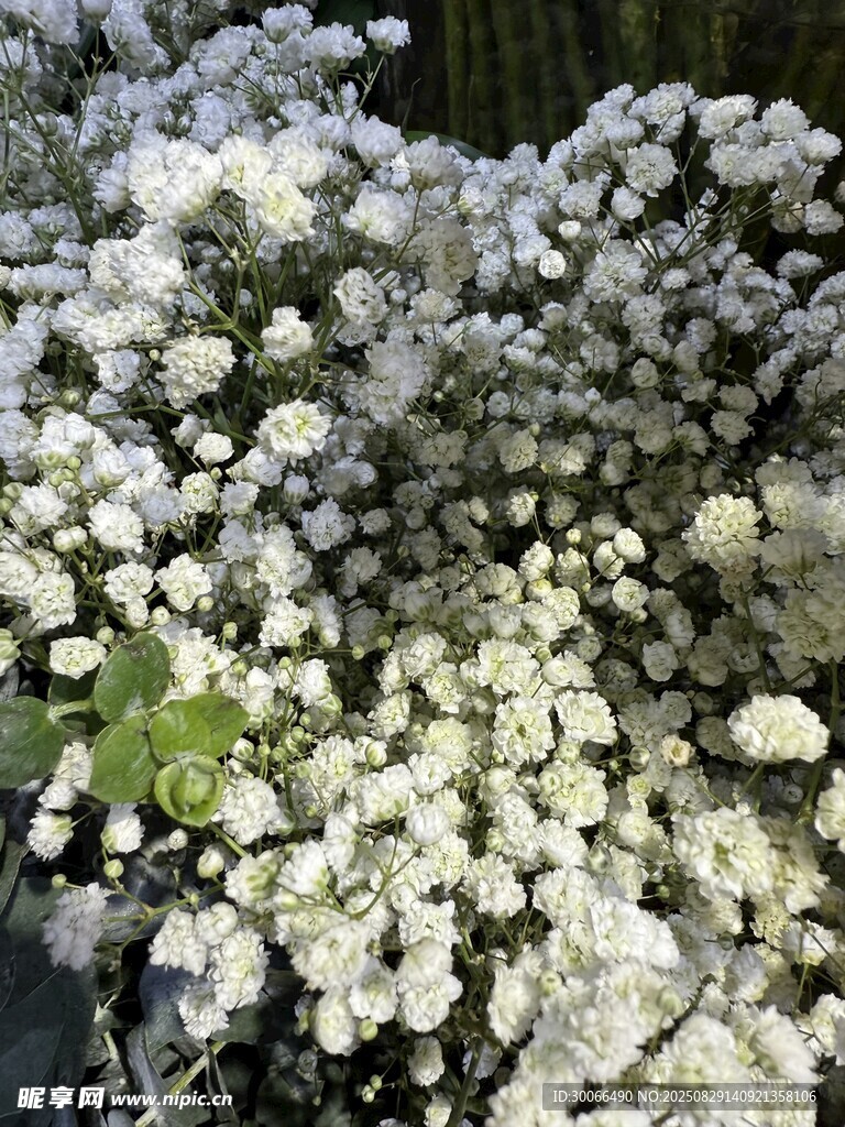 白色繁茂小花绽放