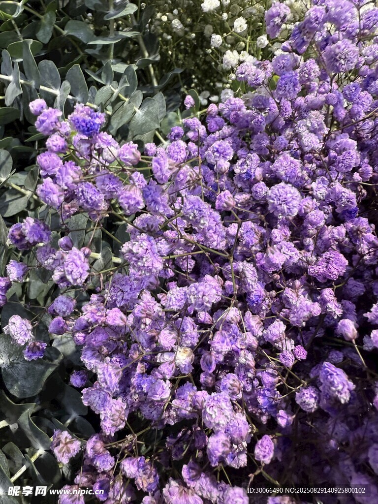 紫色繁花绽放