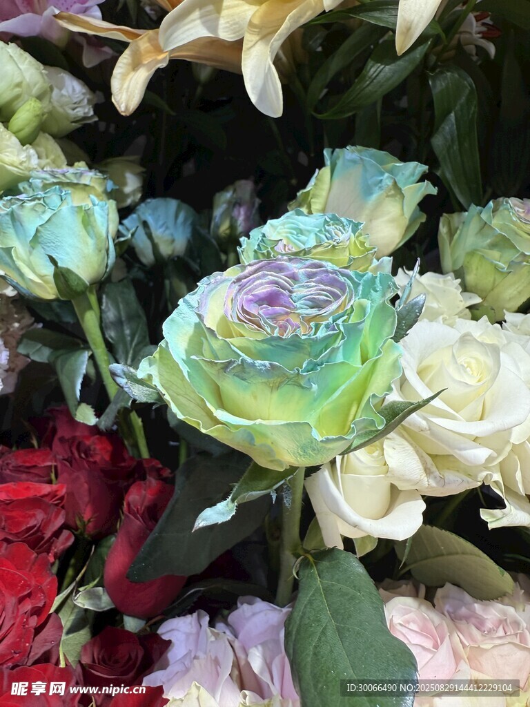 渐变玫花瑰
